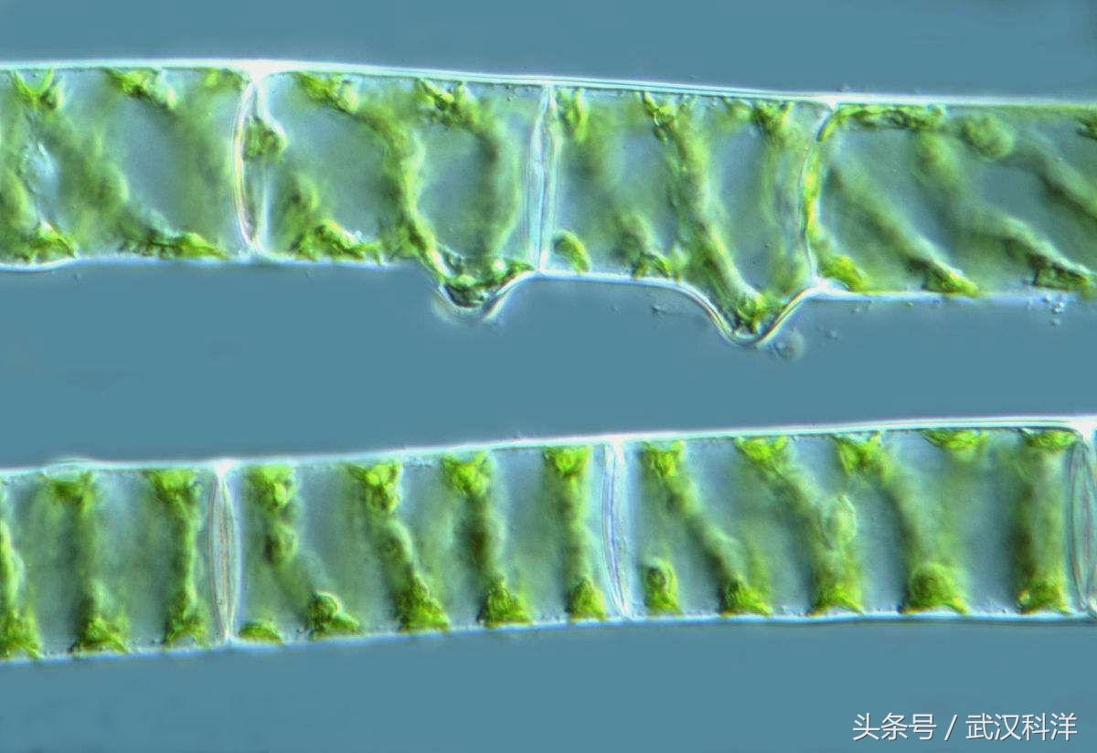 赤潮最常见的藻类有哪些,不属于环境中常见藻类
