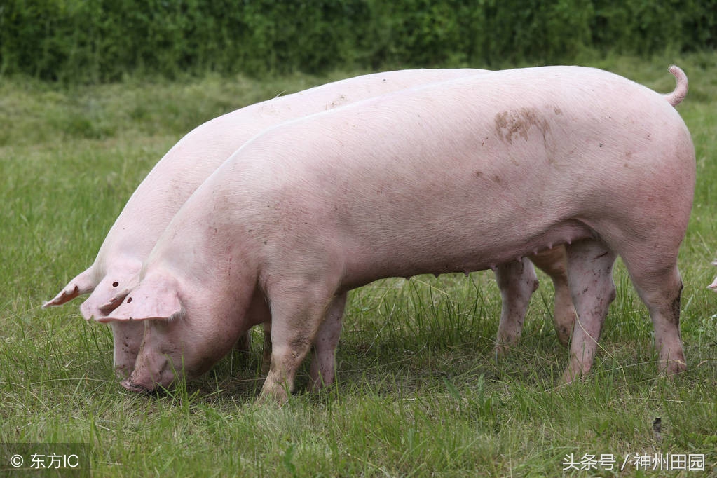 屁股一翘腿一蹬，不打麻药不剖腹，原来母猪是这么下崽的