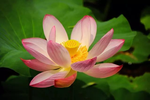 有没有一句你喜欢的但是夏日荷花的清凉就藏在这些只言片语之中