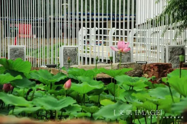 有没有一句你喜欢的但是夏日荷花的清凉就藏在这些只言片语之中