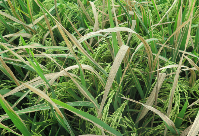 水稻白叶病害图片,水稻叶片斑点有哪些病