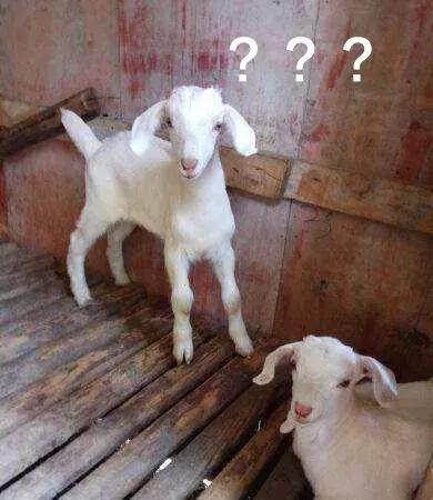 5000元左右的香奈儿,lv和香奈儿哪个便宜