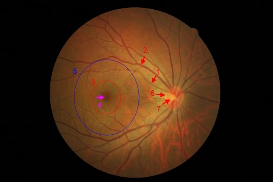 大脑是怎么欺骗你的,大脑欺骗我们的常用方式