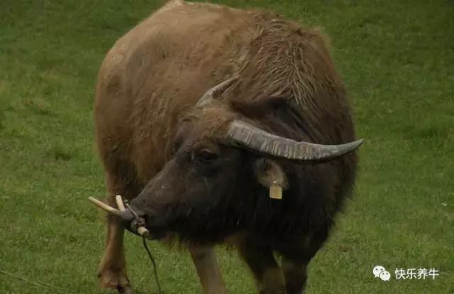 如何正确的养牛养羊,怎样才能科学养牛防病