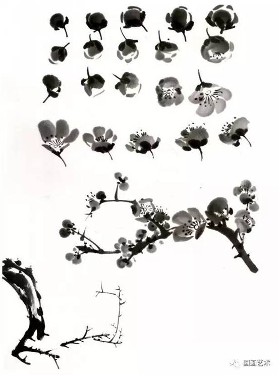 转画教学,中国画零基础入门画梅花