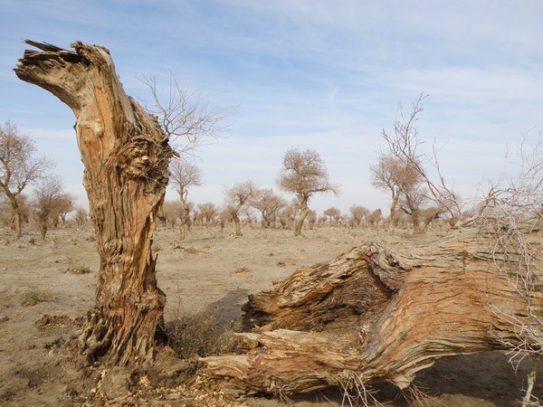 *疆新**（六）——梦牵大西北13