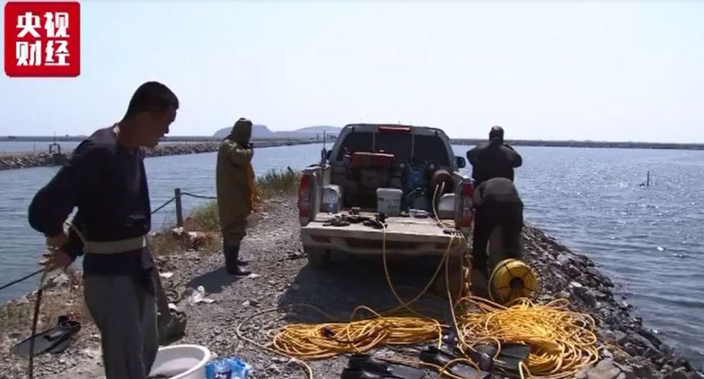 大连海参大量被热死损失了多少钱,大连气温太高造成海参死亡事件