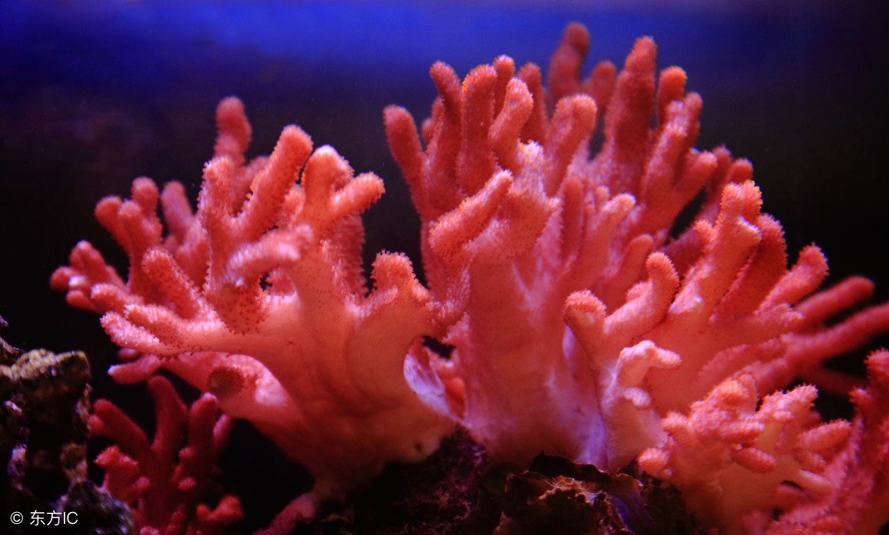 一起去下海-如何选择蛋分的处理量