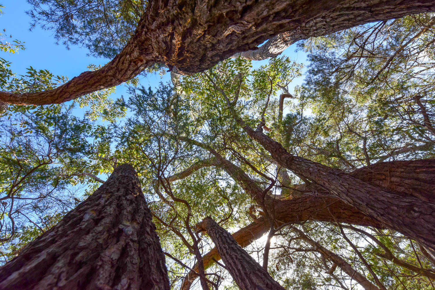 悉尼皇家国家公园图片,悉尼海港国家公园