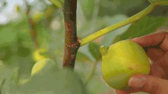 心动南充,四川无花果成熟