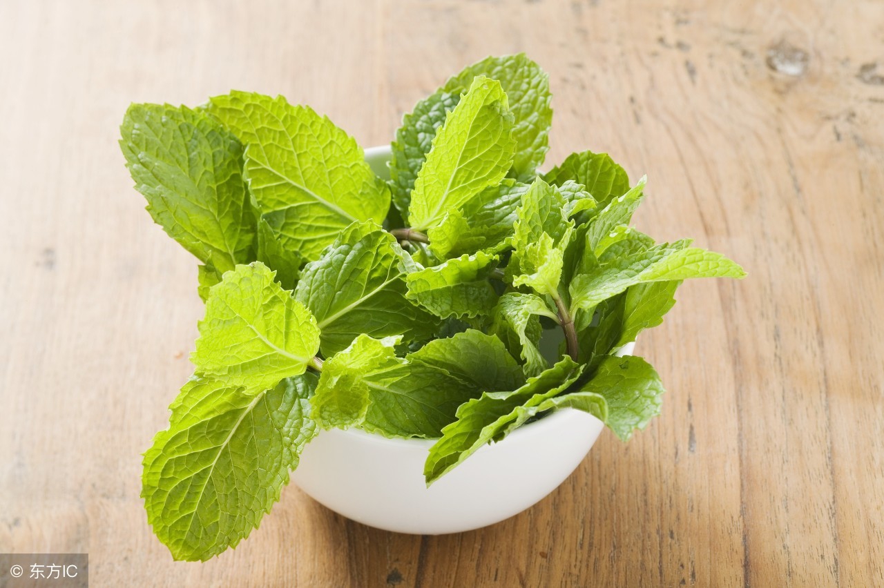 薄荷让人感到凉是真的凉么,薄荷闻起来感到神清气爽