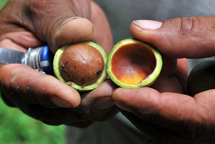 吃夏威夷果对大脑有好处吗,吃夏威夷果有什么好处吗