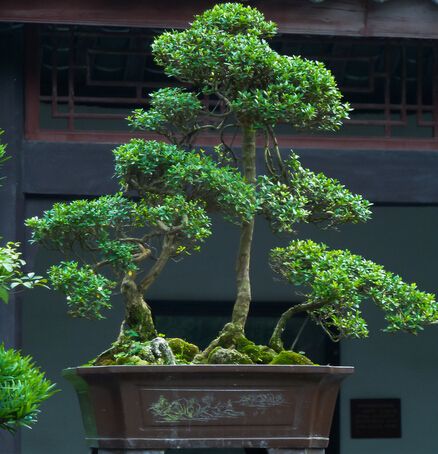 黄杨树盆景如何养,怎样养好黄杨树盆景