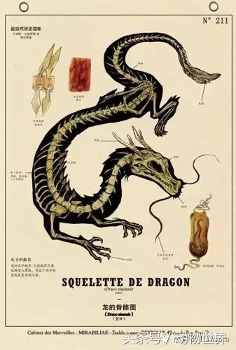 像海参又像虫子的东西是什么,像海参的虫子是什么