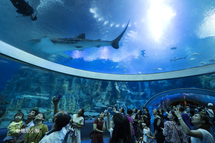 暑假珠海长隆最全游玩攻略,珠海长隆海洋王国暑假门票多少钱