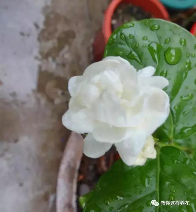 有利于提高晚上的睡眠质量的绿植,睡眠不好养什么花帮助睡眠