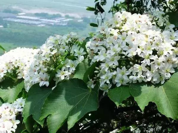 深圳最新的一个超级公园,深圳美景免费景点