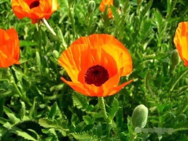 古人们都是靠什么东西来缓解疼痛的？古代十大“麻醉剂”盘点