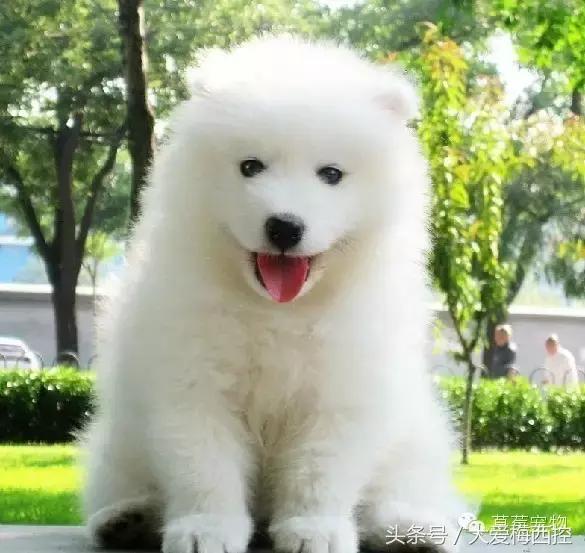 萨摩耶和阿拉斯加哪个更适合新手,萨摩耶新手入门篇