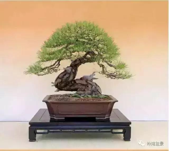 盆景人生哲理,从盆景欣赏体会人生哲理