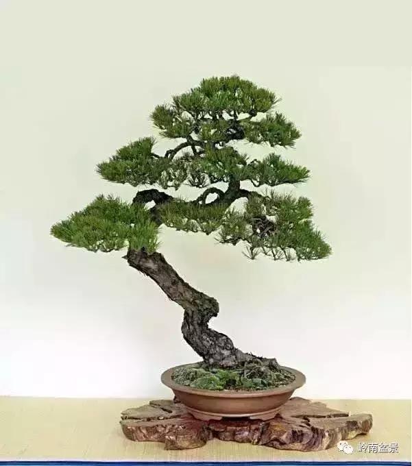 盆景人生哲理,从盆景欣赏体会人生哲理