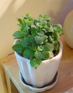 盆栽薄荷种植全过程视频,盆栽薄荷的种植方法