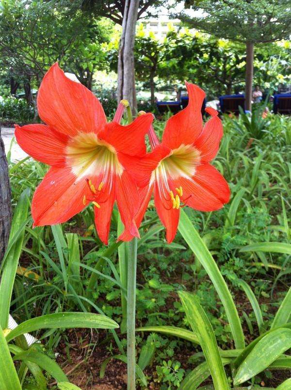 大宝二宝三亚游,三亚三妈游玩攻略