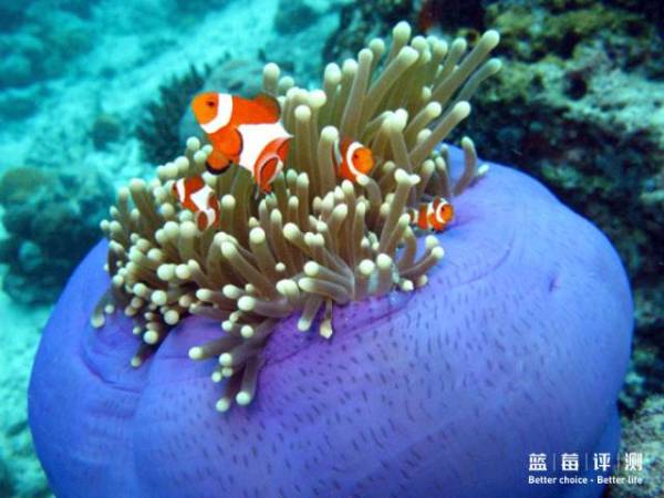 蓝莓评测｜全球60个海岛评测，假期选岛就看这一篇（上）