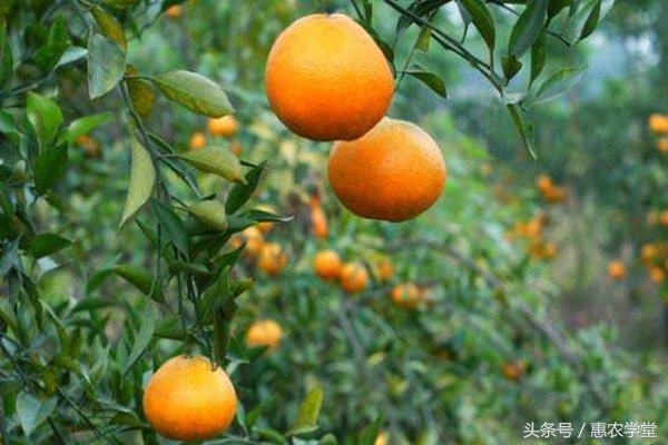 虱螨脲杀柑橘锈壁虱使用方法用量,柑橘锈壁虱防治用代森锌有效果吗