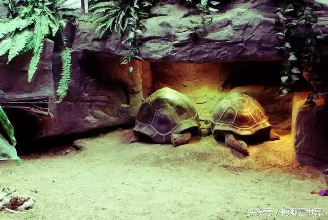 毛里求斯东西南北部哪个最好玩,毛里求斯攻略