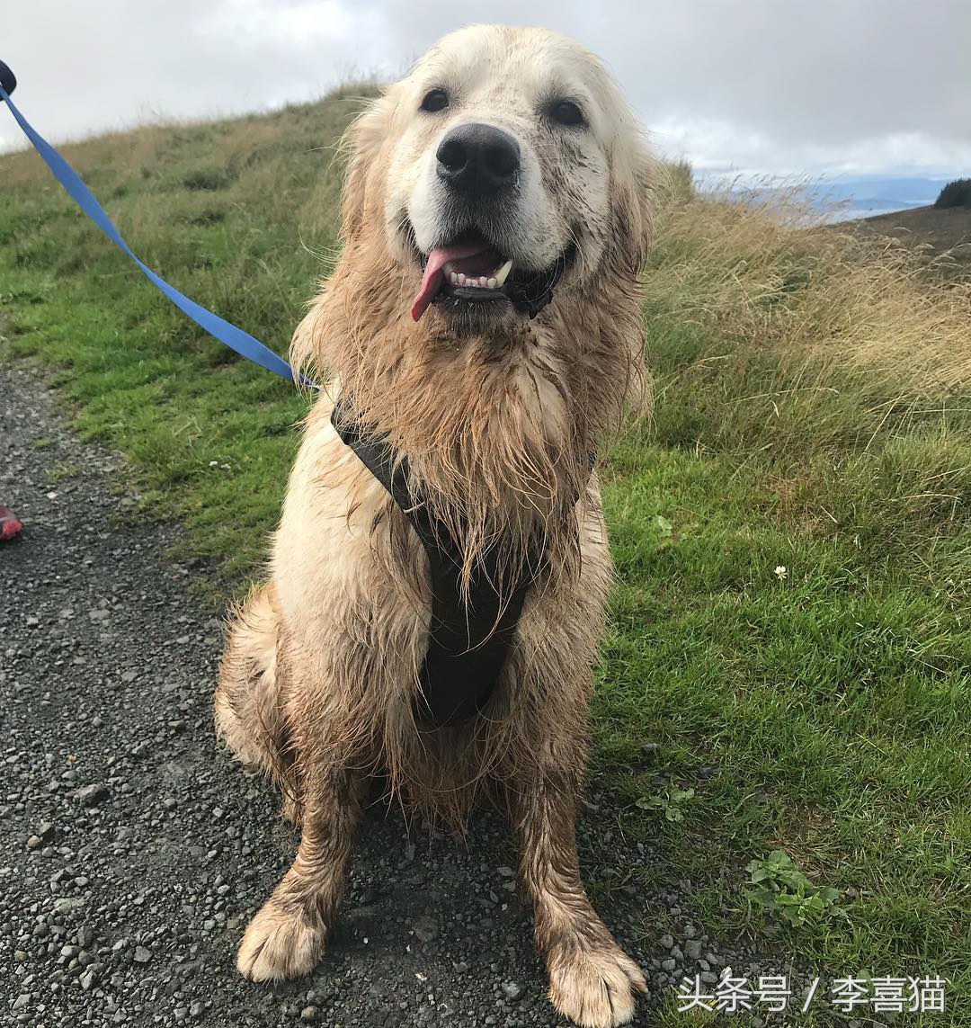 养金毛有什么要注意的,养金毛需要注意这些