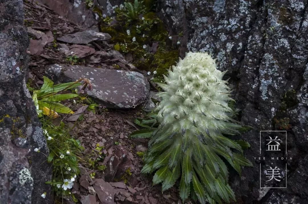 「昨日推文」哭泣的雪兔子，已经被人类挖到濒临灭绝！请高抬贵手放过它们吧！