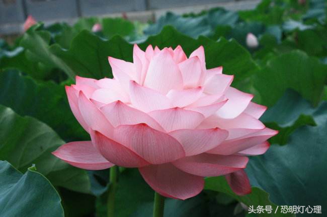 有的人恐艾吧恐成了习惯请找寻科学恐艾干预方法好好脱恐吧