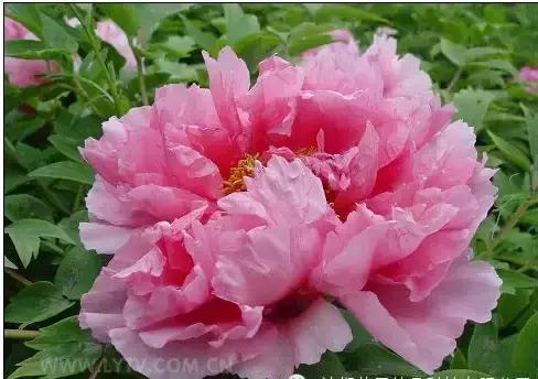 8.8发财日的祝福,8月18日发财日早安祝福图片