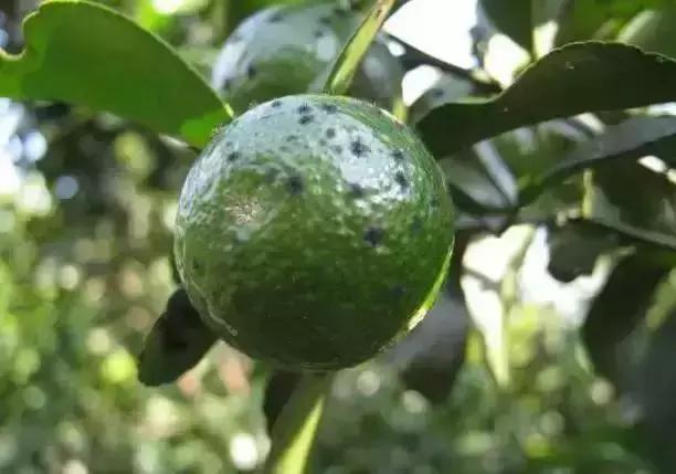 柑橘烟煤病怎么防治,柑橘第一大害防治