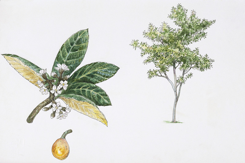 王老吉凉茶小瓶,正宗红罐凉茶王老吉