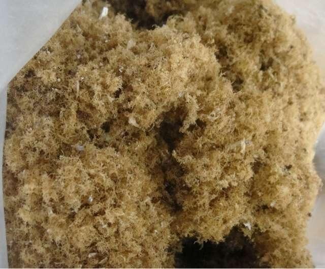 经典潮汕甜品,潮汕特色甜品大全