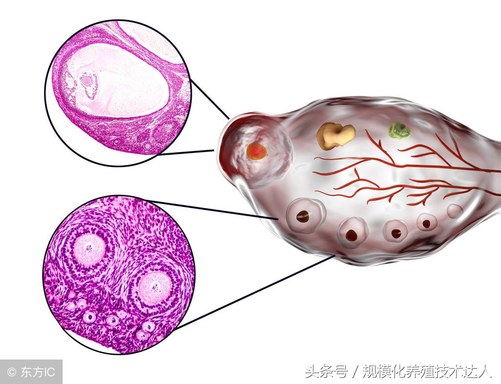 新手养羊如何挑选羊,养羊如何选择羊