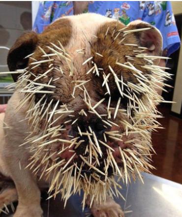 野外遇到这些巨型动物一定要小心,这十种动物千万别惹