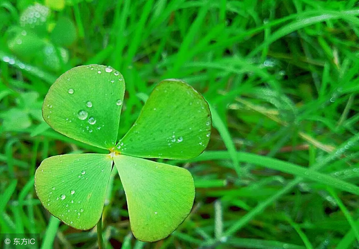 海上名医慢粒白血病治疗,早期白血病怎么治疗比较好