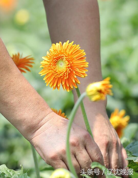 扶郎花种植农场,义县扶郎鲜花批发基地