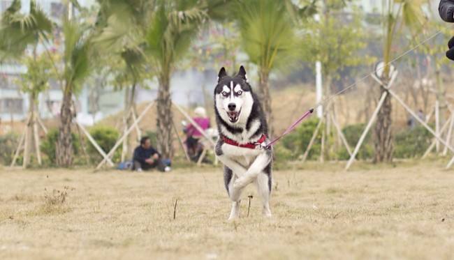 买狗指南养狗注意事项,养狗小白入门指南狗子到家