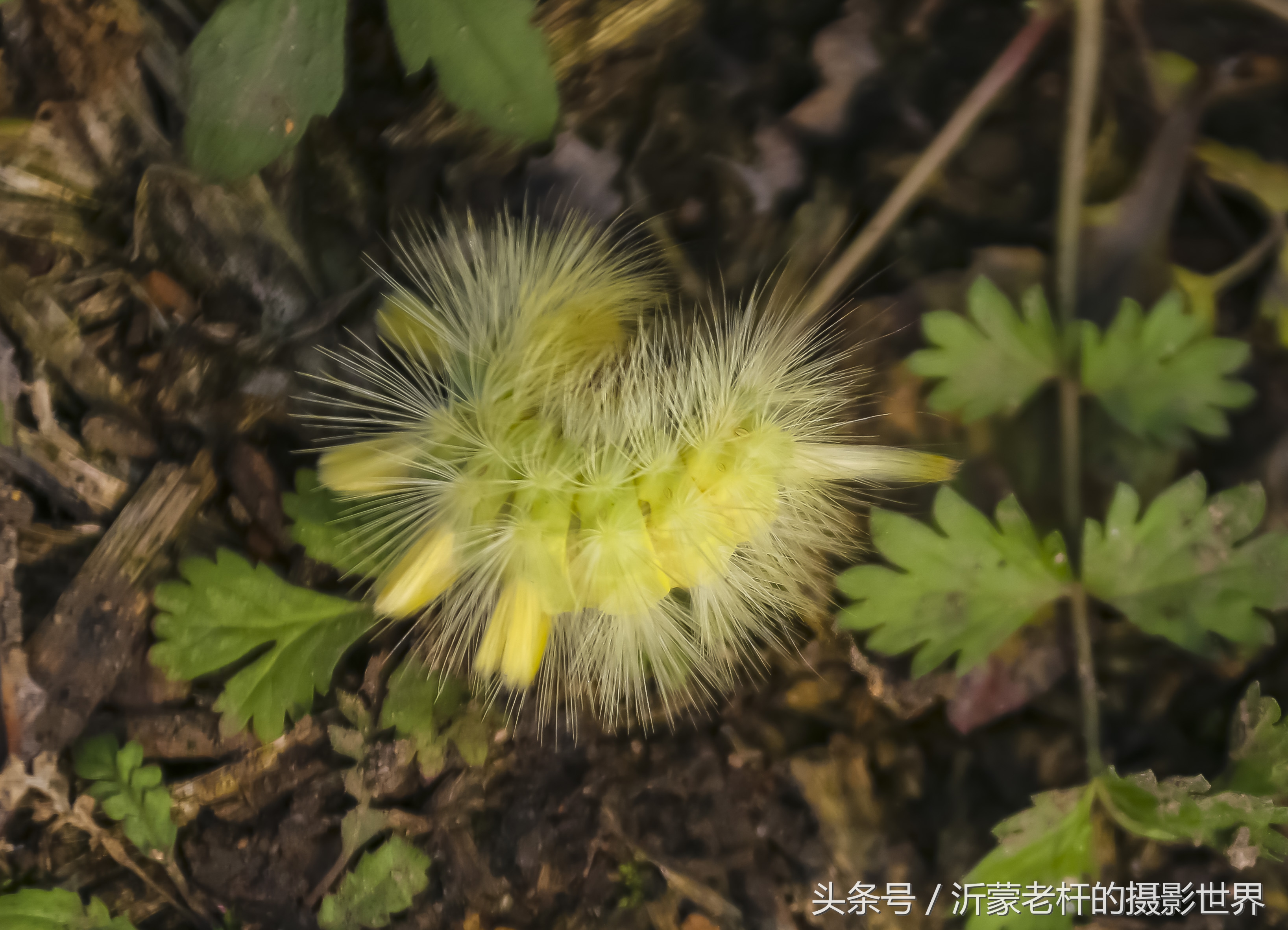 还记得家乡的红枣树吗,还记得家乡的那棵红枣树吗