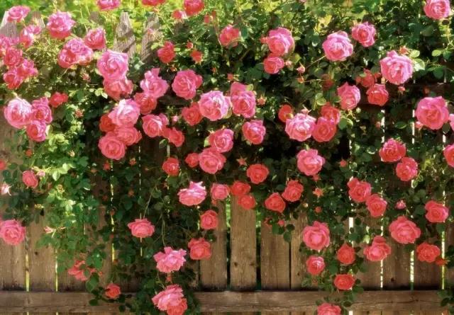 全国31省会城市的市花,全国56个市市花