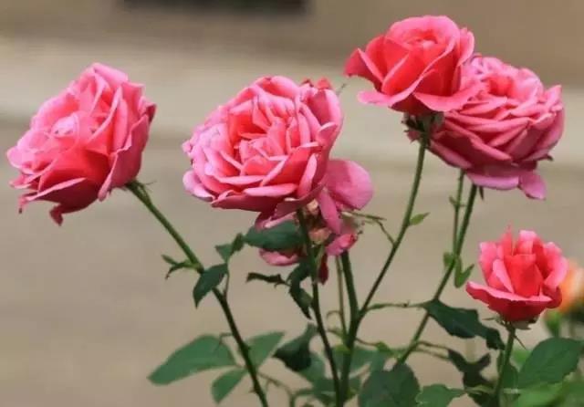 全国31省会城市的市花,全国56个市市花