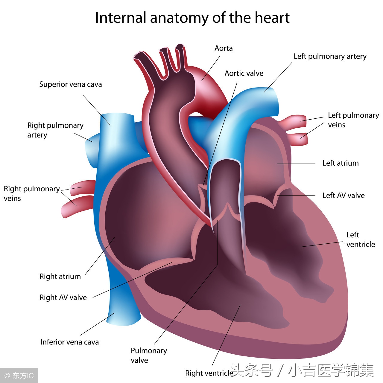 房颤的治疗方法,房颤的治疗方法消融术