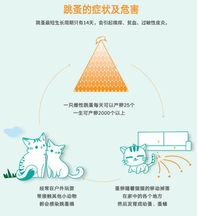 猫咪常用驱虫药及其功效