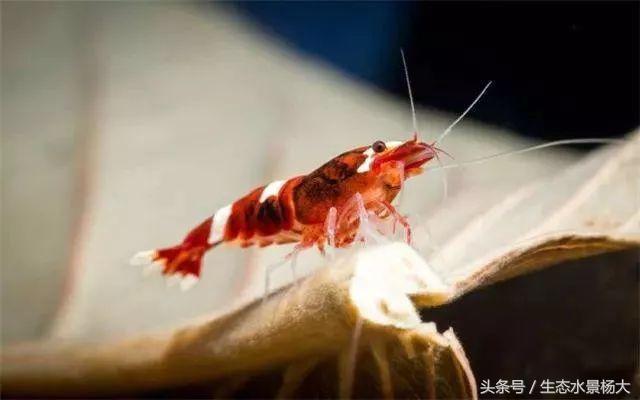 水晶虾开缸养水详细教程,开一个虾缸要多少钱