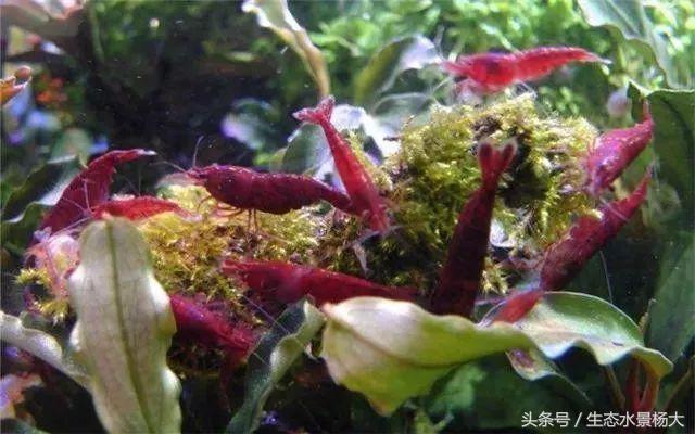 水晶虾开缸养水详细教程,开一个虾缸要多少钱