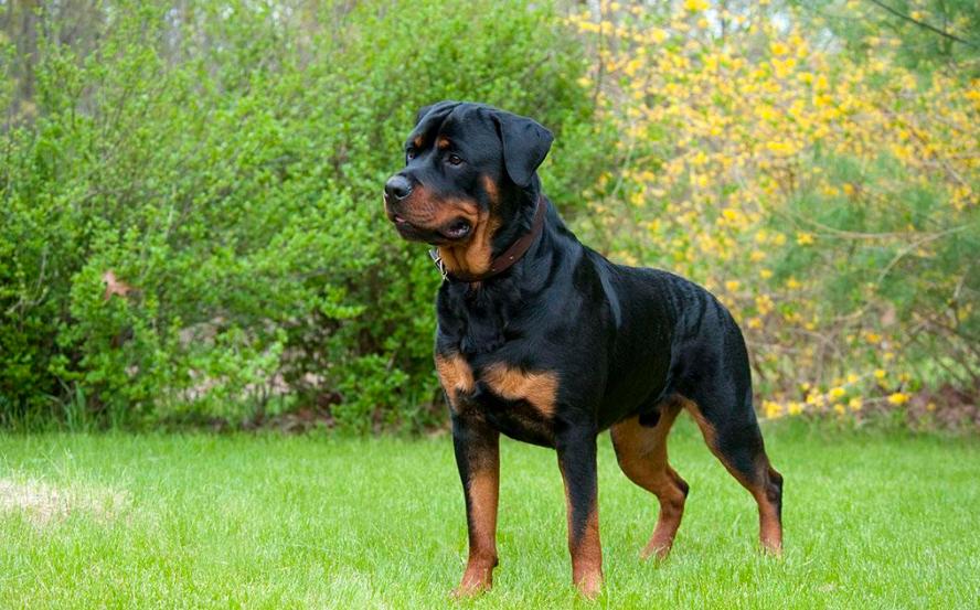 世界上最凶猛的十大猛犬,十大大型猛犬对主人家人忠诚